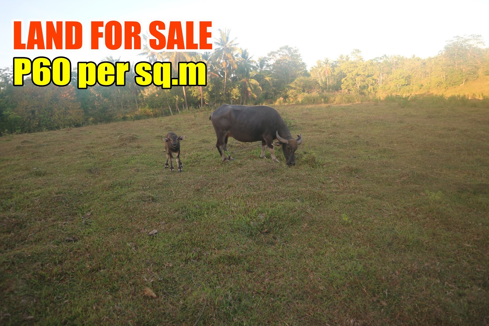 Farm Land For Sale 1.3 Hectares With Coconuts and Rice Fields in M