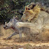 Λιοντάρι vs αγριογούρουνο