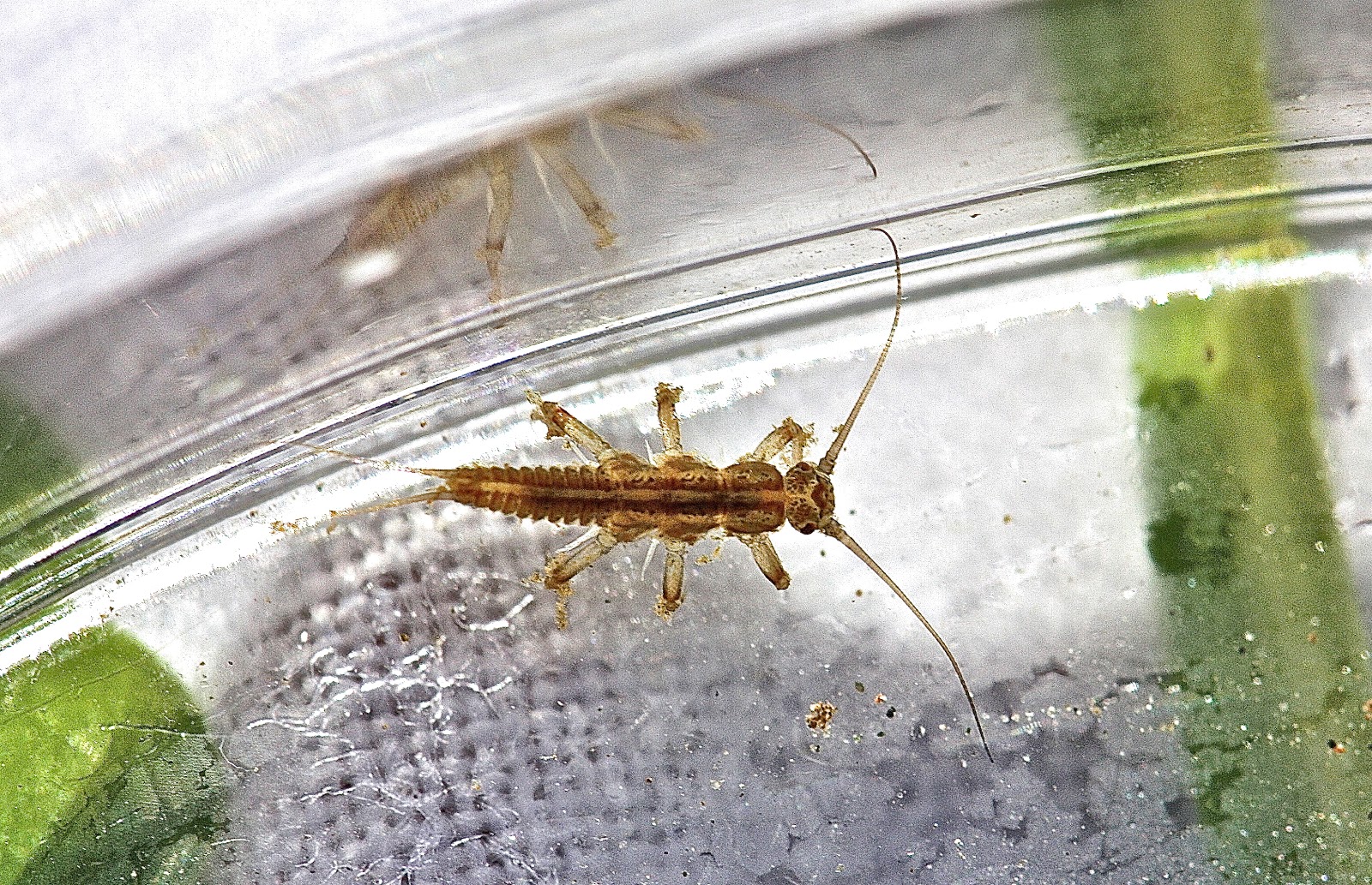 Aquatic Insects of Central Virginia: 找到了! (Gotcha!): The First Large ...