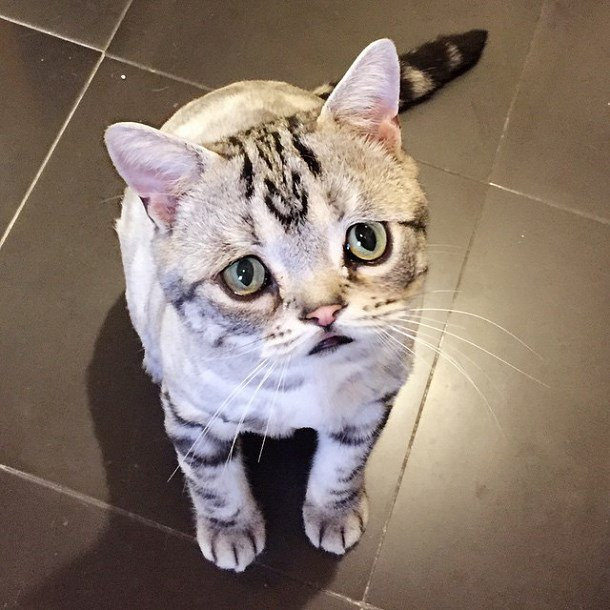 Luhu... o gato mais triste e fofo do Instagram
