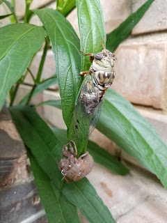 Cicada adult and exuviae