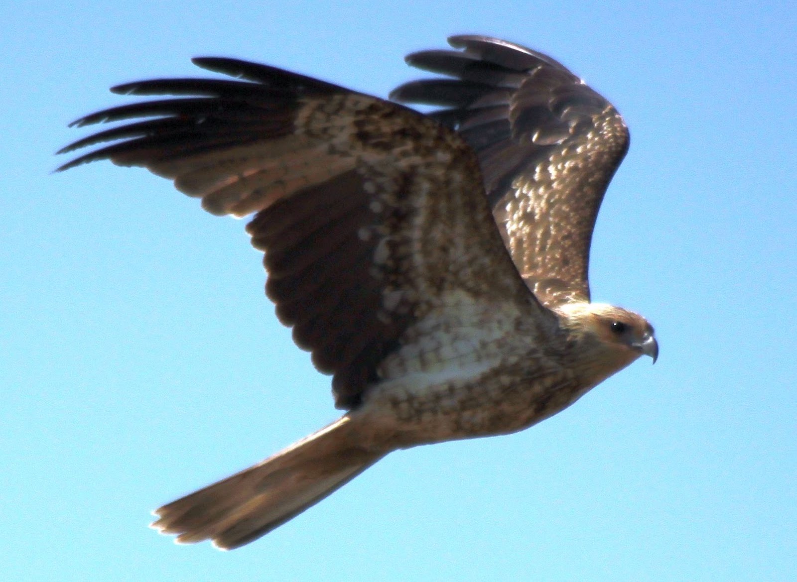 Richard Waring's Birds of Australia: Peregrine Falcon and Whistling ...