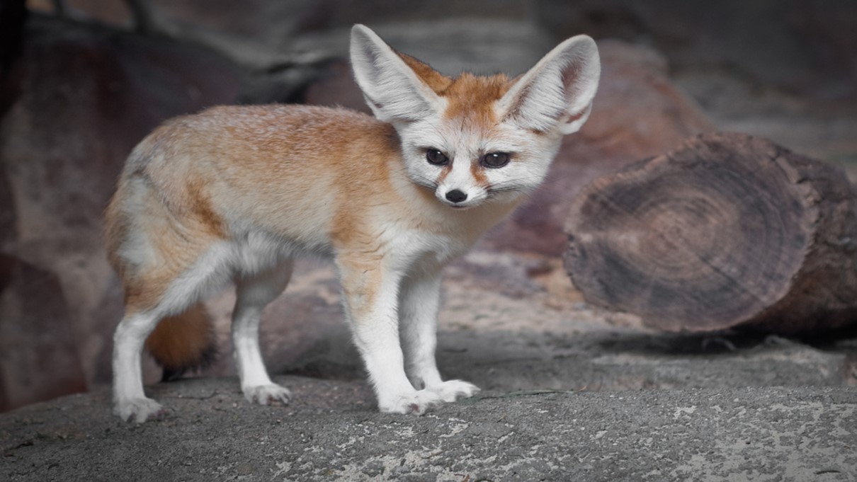 حقائق عن الفنك ثعلب الصحراء يوتيوب بالعربي Youtube In Arabic