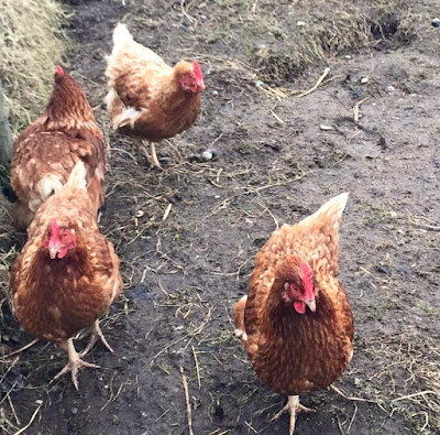 Chickens on the farm at Moorhouse Farm Shop Stannington, near Morpeth, Northumberland