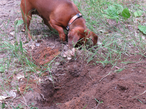 dog digging