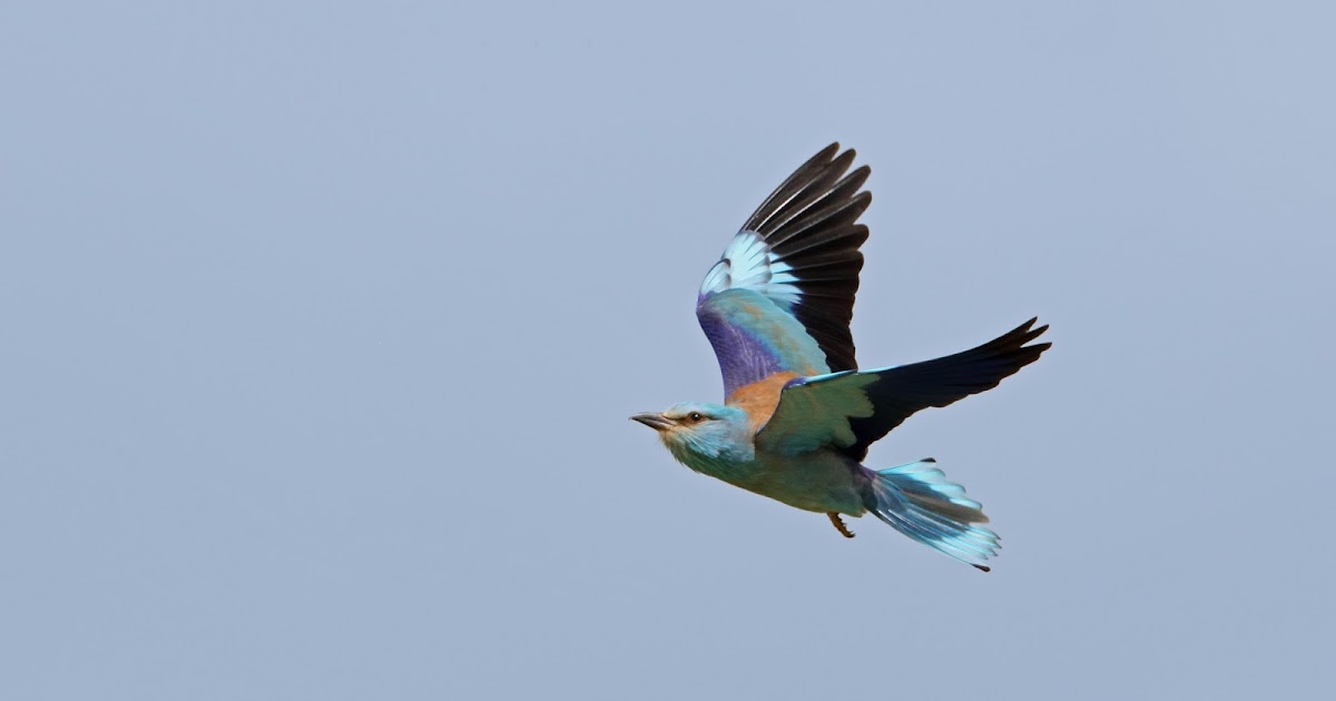 Rolling rolling rolling