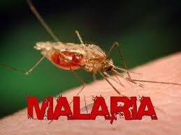 Tanda Dan Gejala Yang Harus Di Perhatikan Pada Penyakit Malaria