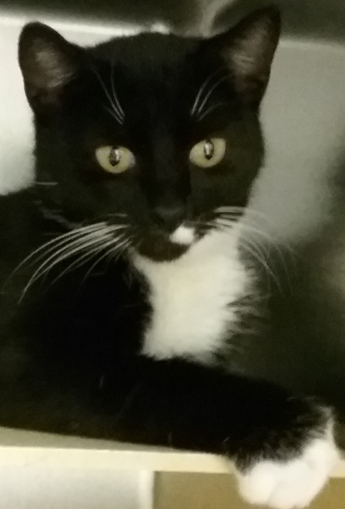 Cape May County Animal Shelter & Adoption Center at PetSmart in Rio