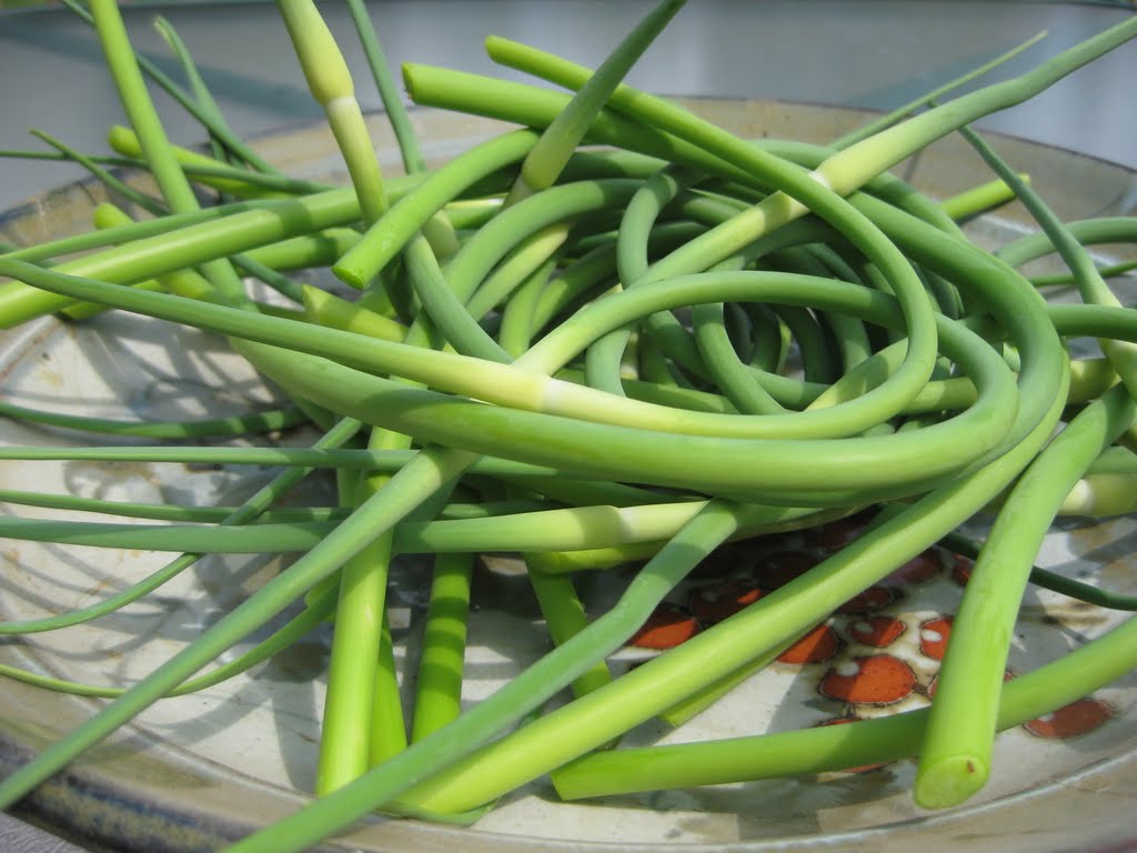 Tanglewood Threads Curls