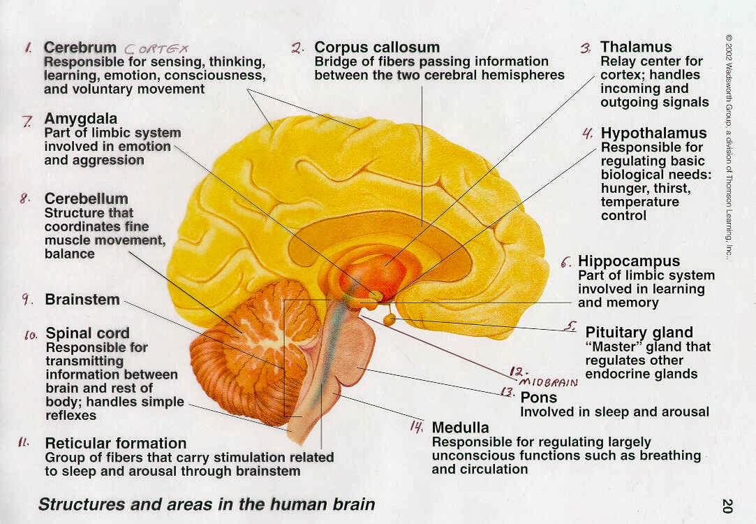 Brain structure. Parts of Brain and their function. The Parts of Human Brain and their functions. Brain structure and function. Головной мозг анатомия.
