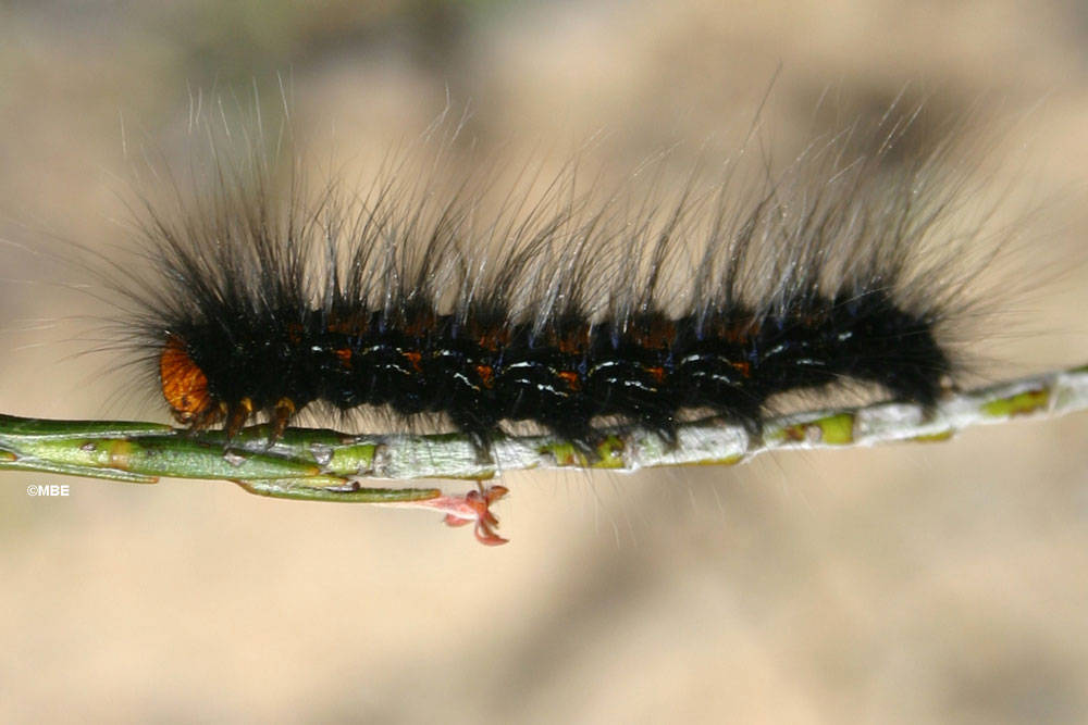 Black Hairy Worm 74