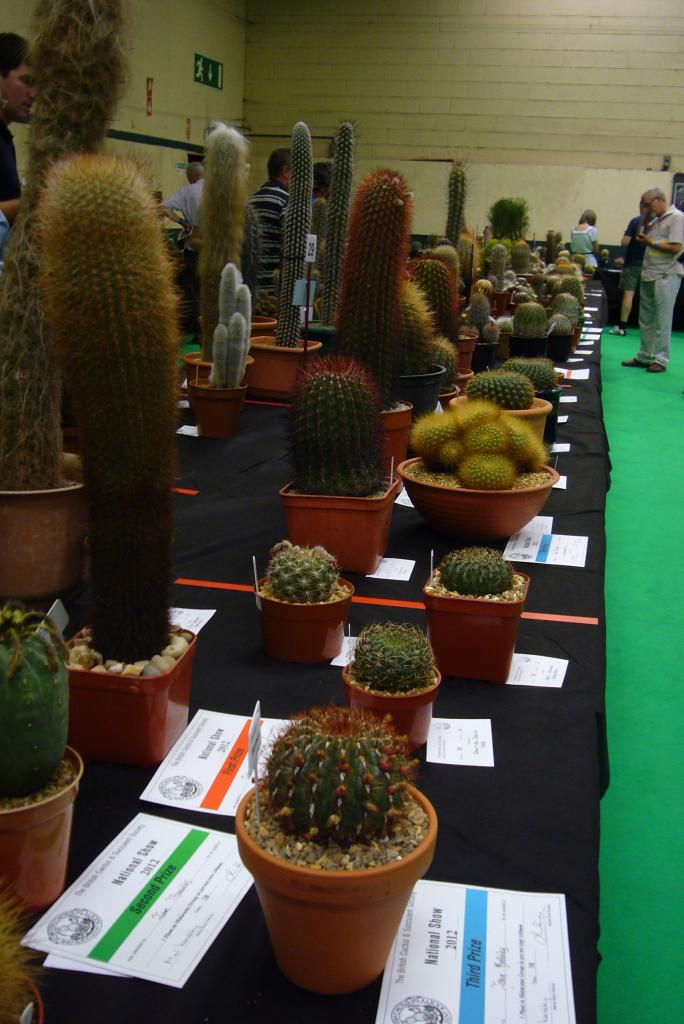 Spiky obsession British Cactus & Succulent Society National show.