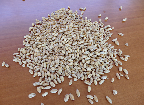 Tipos de trigo y cómo cocinarlo: del grano a la harina 