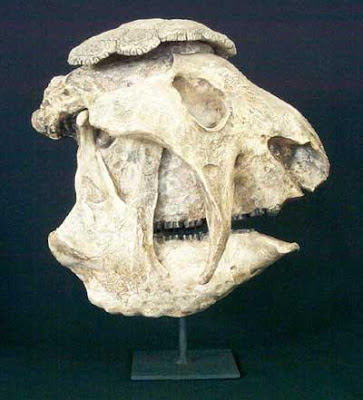 Panochthus skull