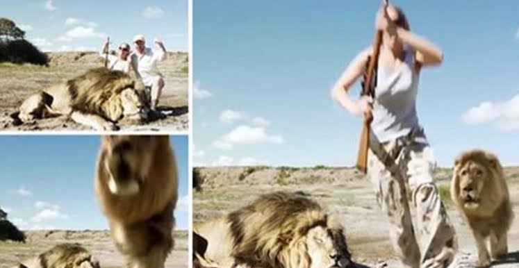 VIDEO Montaggio: Leone attacca per vendetta due cacciatori facendosi una foto selfie.