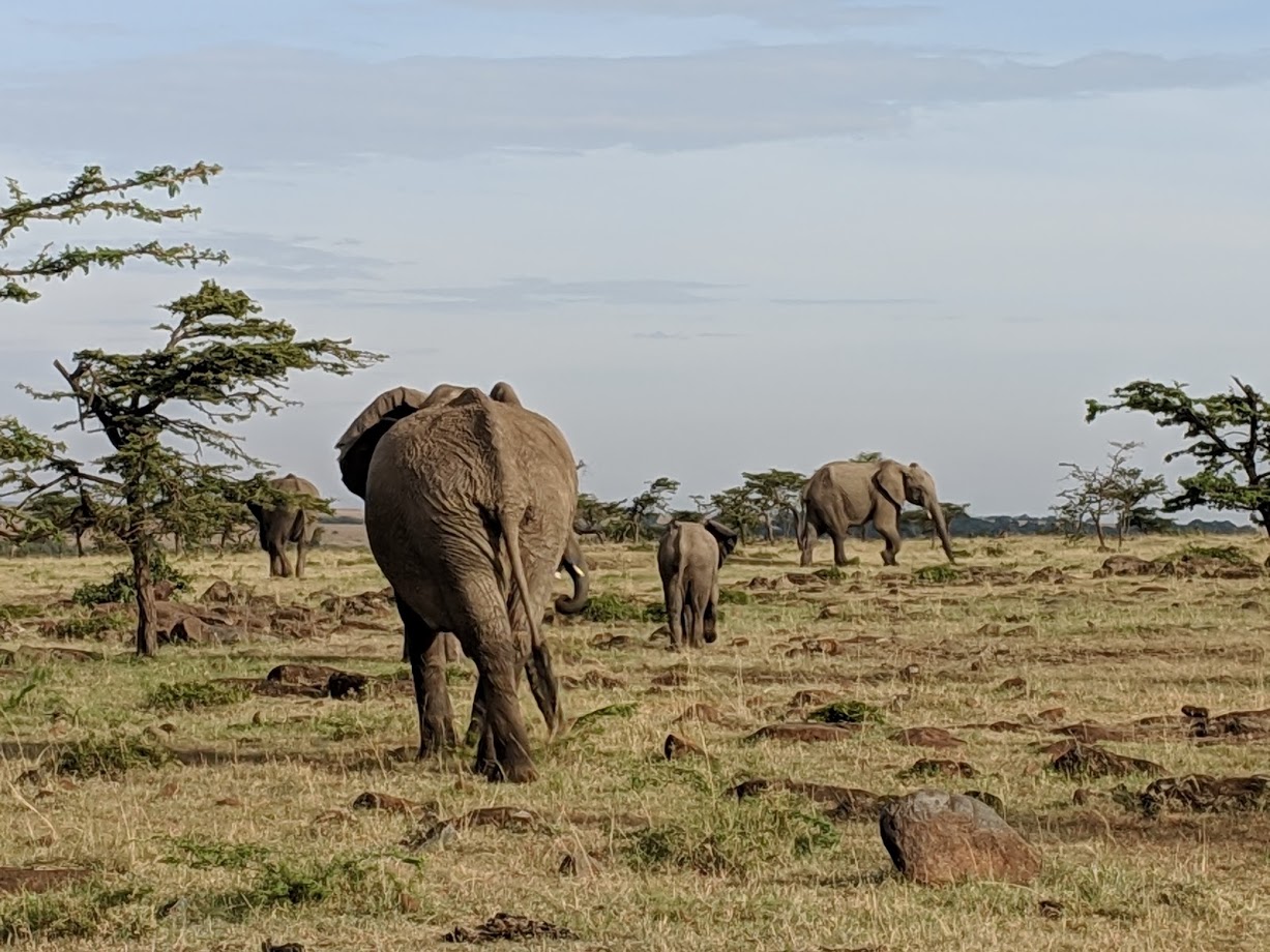 Elements Of The Art Room Collage Animal Faces