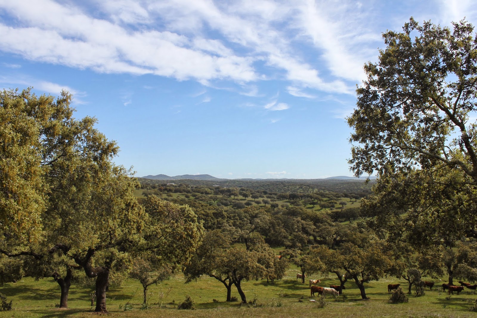 Un viaje por Alconchel EL ENCANTO DE LOS JARALES