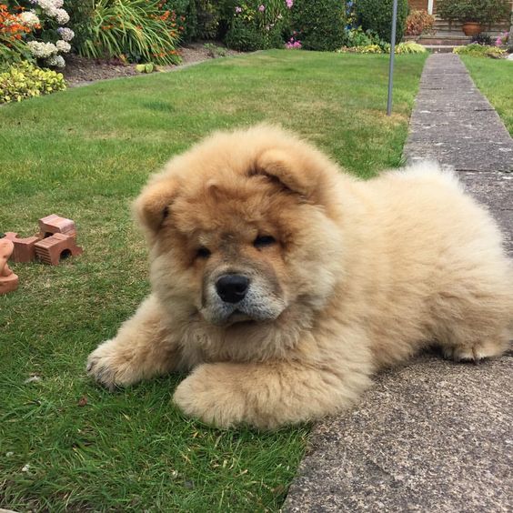 American chow chow Clearance