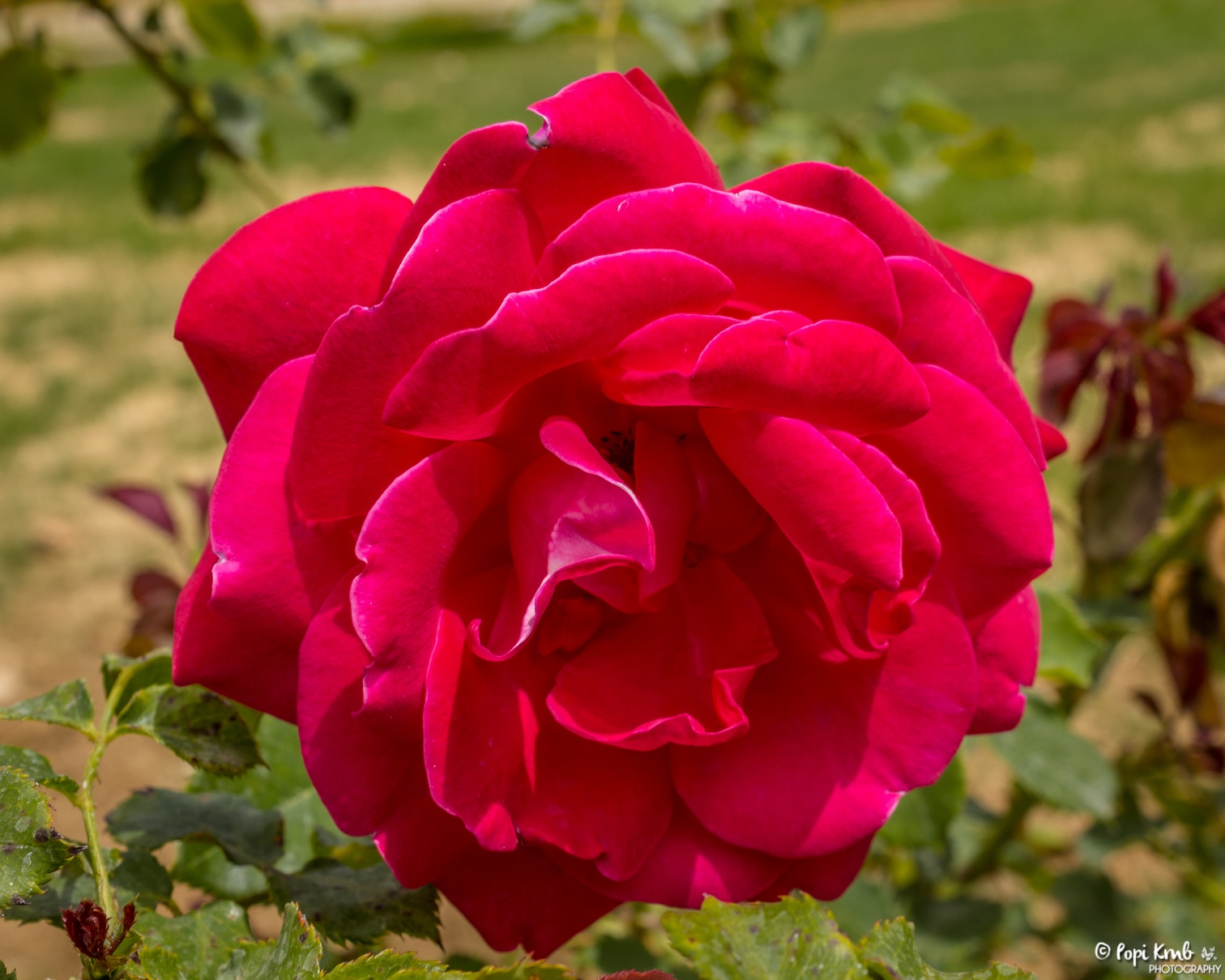 The World Through My Eyes!: Roses...