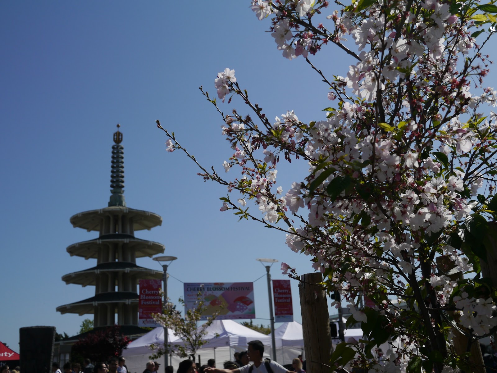 Little Hiccups: Cherry Blossom Festival(04)