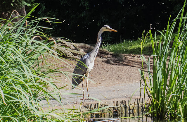 Grey Heron, Ardea cinerea. Husseywell Park, Hayes, 25 June 2016. Grey Heron, Ardea cinerea. Husseywell Park, Hayes, 25 June 2016.