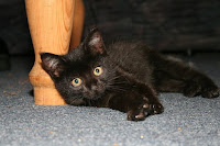Panzer the cat