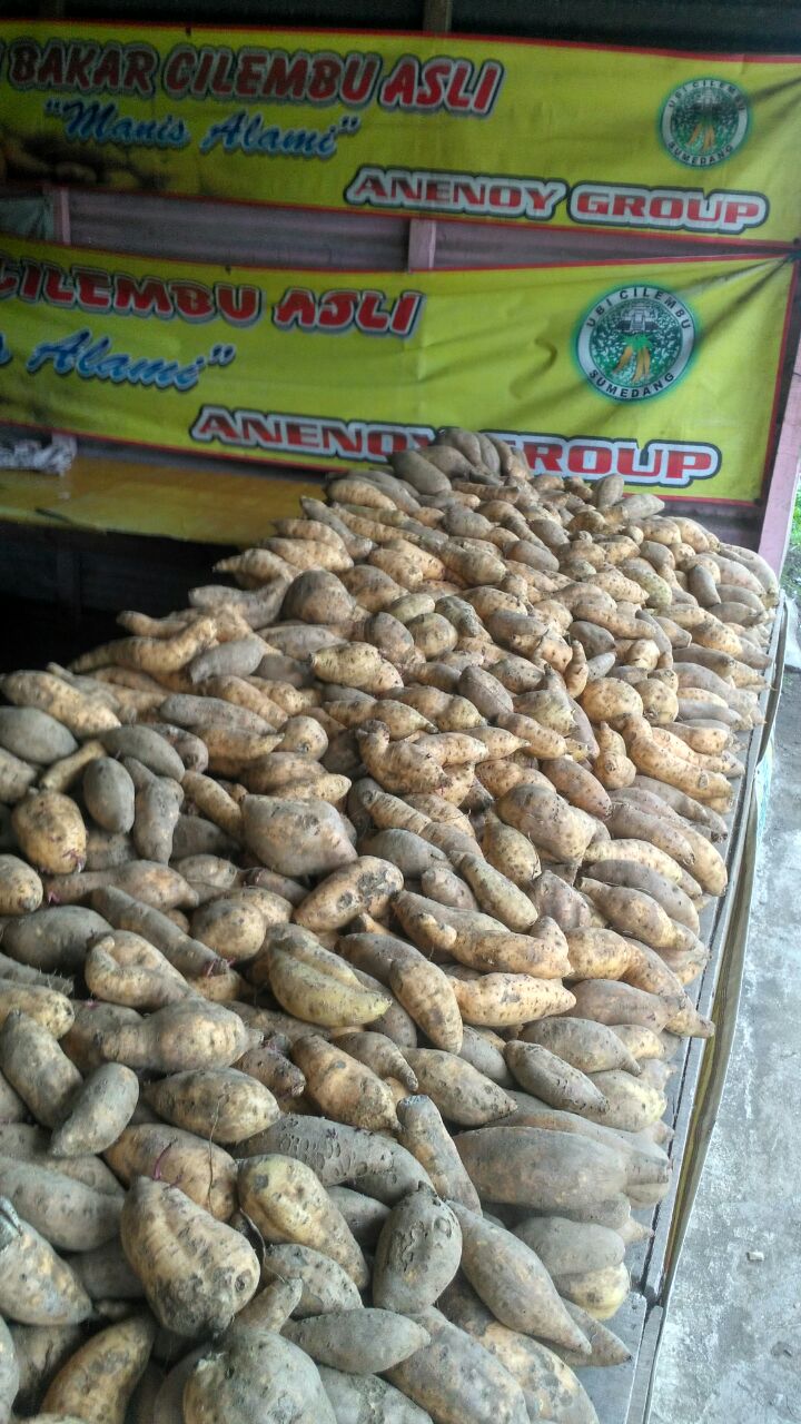 ubi madu untuk diabetes mellitus