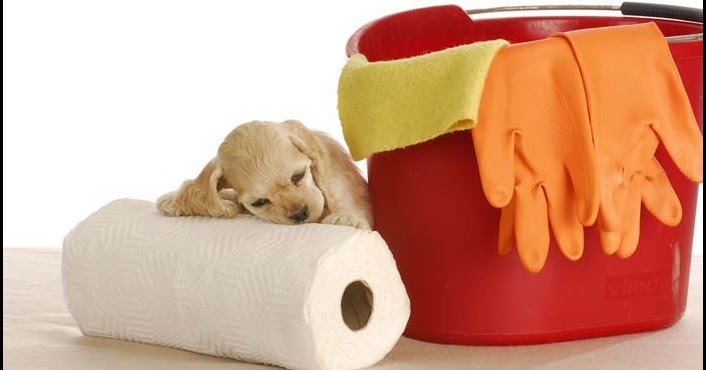 dog homemade cleaner poop carpet smell