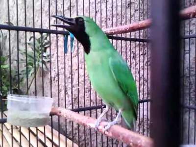 Evforulok Memahami Ciri Ciri Cucak Ijo Banyuwangi Dengan Cara Komplit