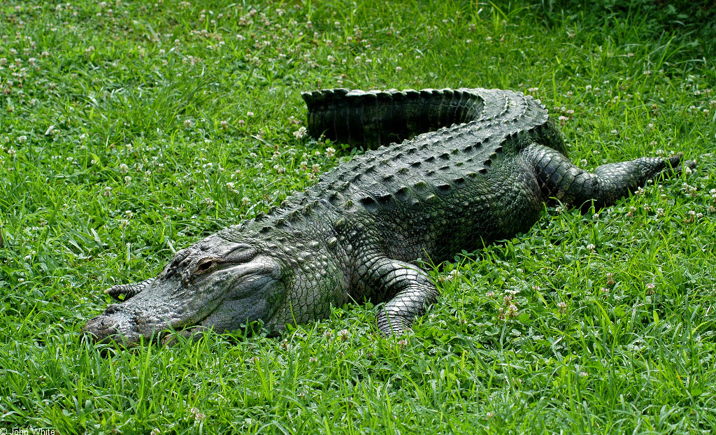 The American Alligator | Few Facts &amp; Photographs | The Wildlife
