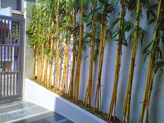 pohon bambu kuning