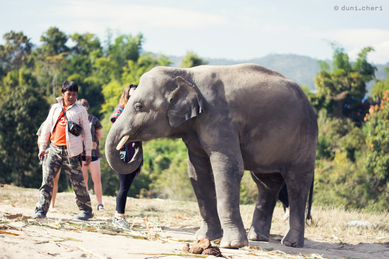 thailand elefanten tour asiatischer elefant thailand elefanten tour asiatischer elefant