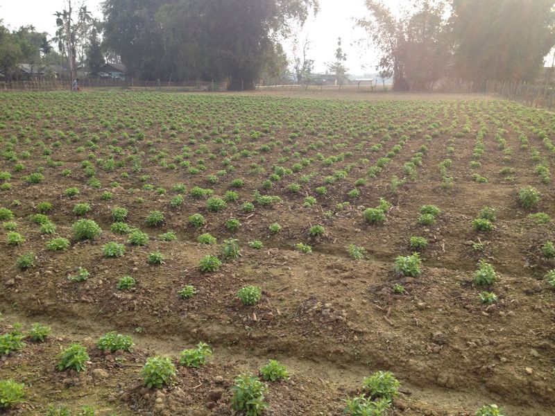 Organic Innovation Stevia Cultivation Stevia in many places