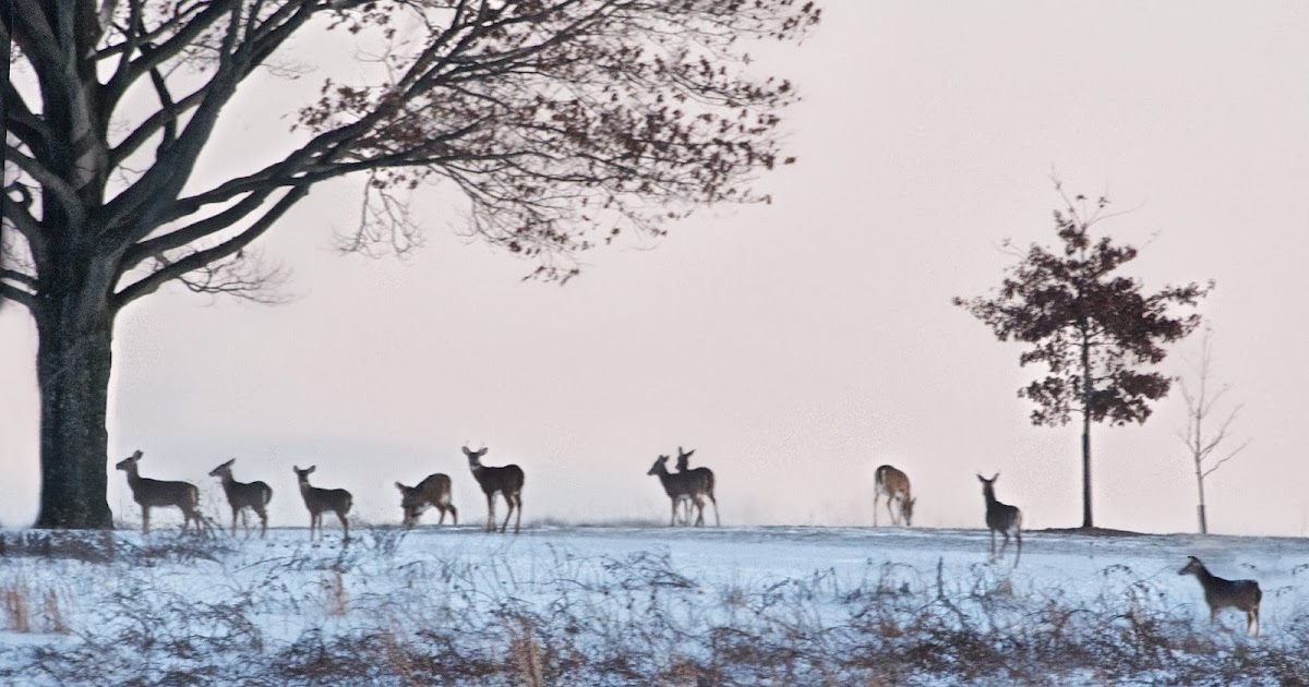 Back in the U.S.A.: Herd of Deer at Valley Forge