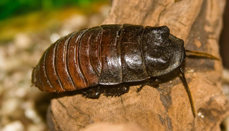 Cockroach Poker Cockroach Poker