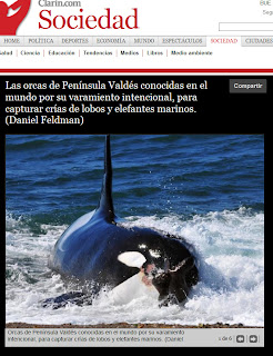 Orcas de Península Valdés en un especial fotográfico de Daniel Feldman en Clarín