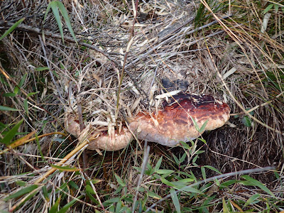 PB210537.JPG