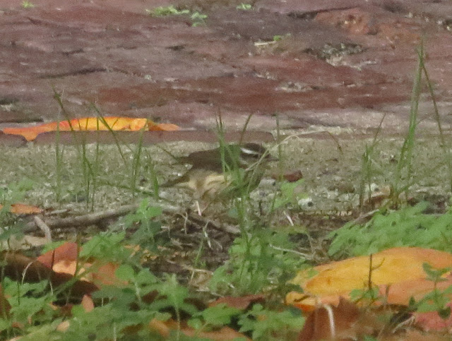 Louisiana Waterthrush - Dry Tortugas, Florida Louisiana Waterthrush - Dry Tortugas, Florida