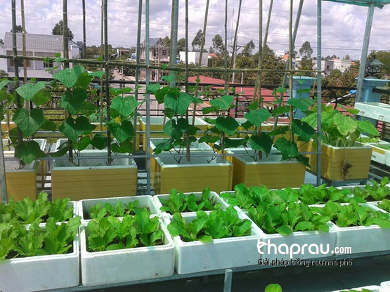 Mô hình trồng rau sạch bằng khay chậu ghép thông minh