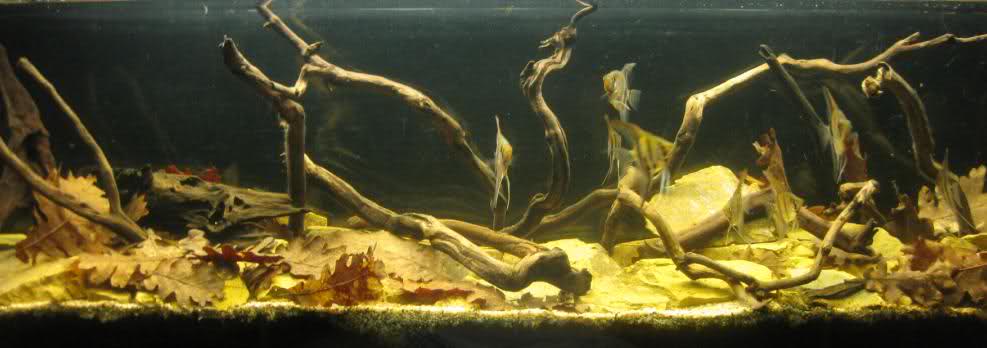 insanin insanlardan kacisidir hayvan sevgisi