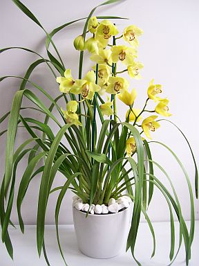 Paixão por orquídeas - Meu orquidário: Cymbidium - como cultivá-la e  fazê-la florir?