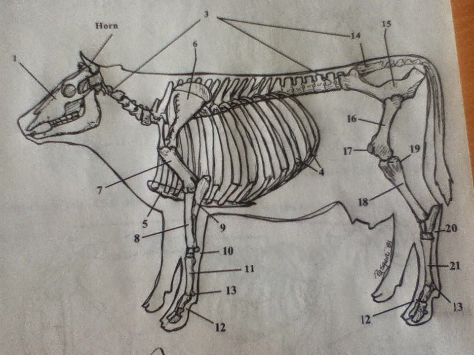 İskeletler (Skeleton) Vetokopi