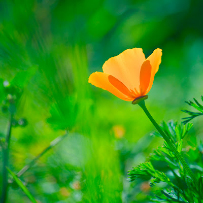 sharp photo