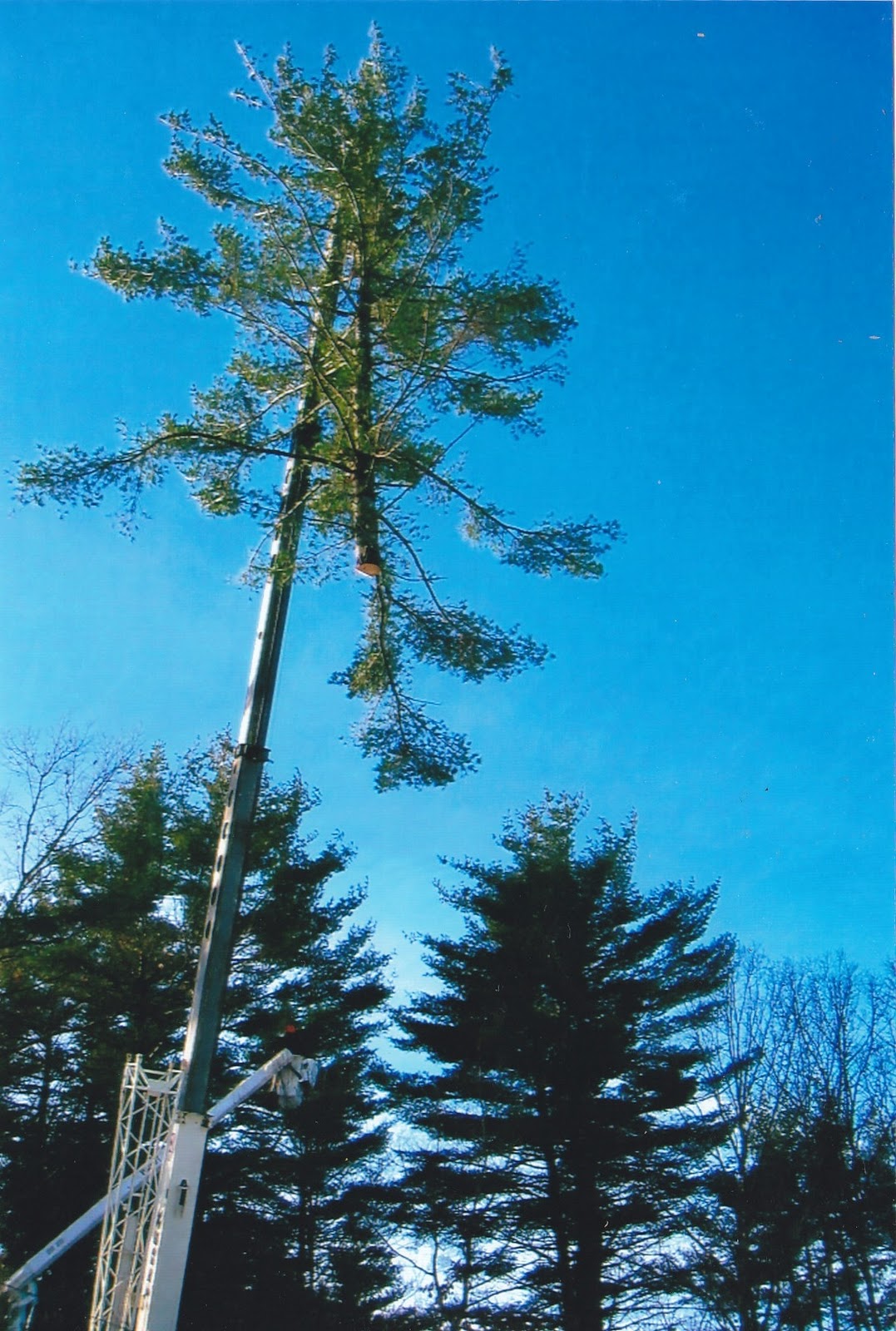 Hello, world! Bradley Tree and Landscape