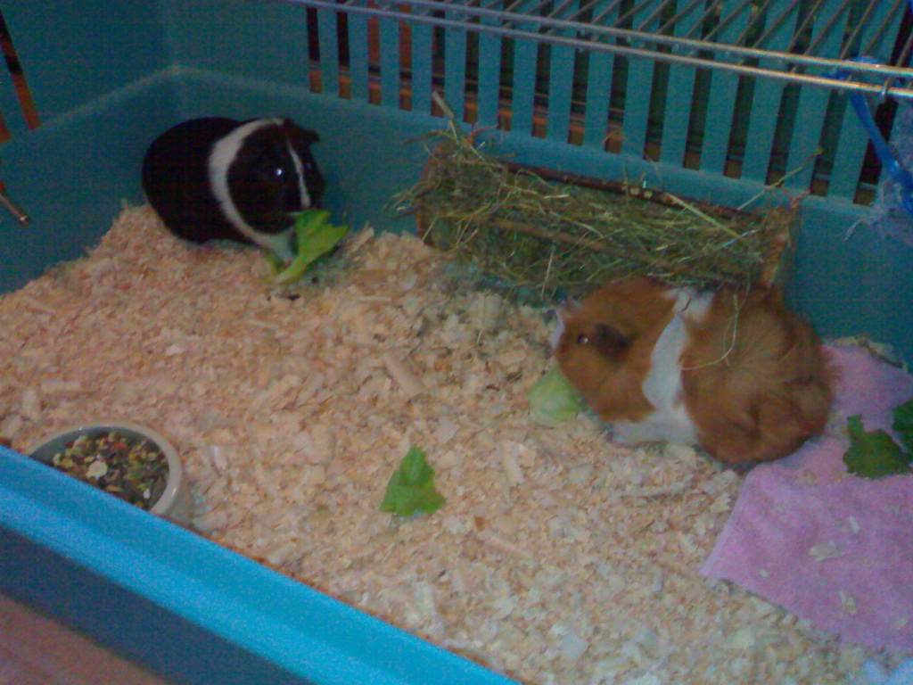 Guinea Pig Lovers: Copiii si porcusorii de guineea- responsabilitatea