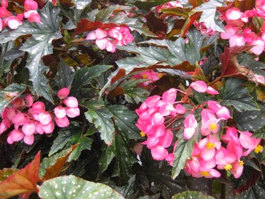 Всё о бегониях и не только…: Begonia ‘Sophie Cecile’