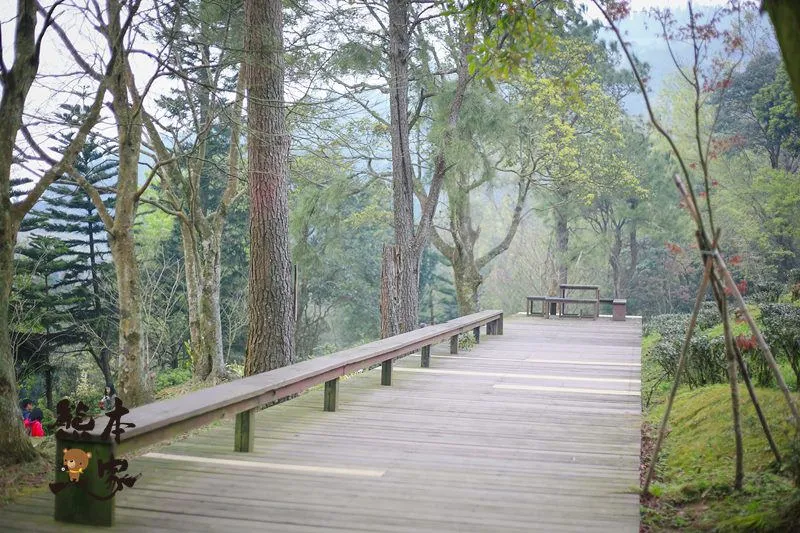台灣農林熊空茶園|熊空茶園櫻花園|三峽櫻花季
