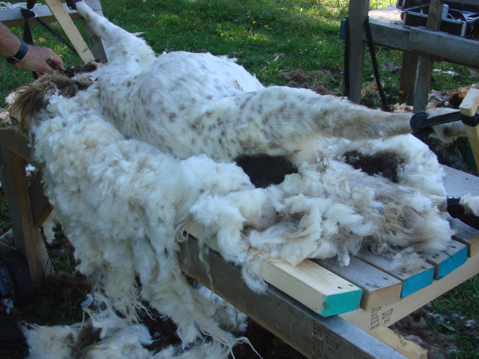 Kilpelän Luomutila ja Sen Ympäristö My SelfLoading Sheep Shearing Table