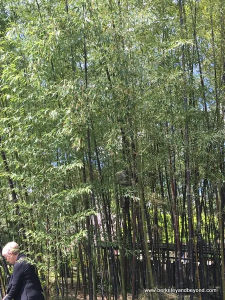 Bamboo Garden at Hakone Gardens in Saratoga, California