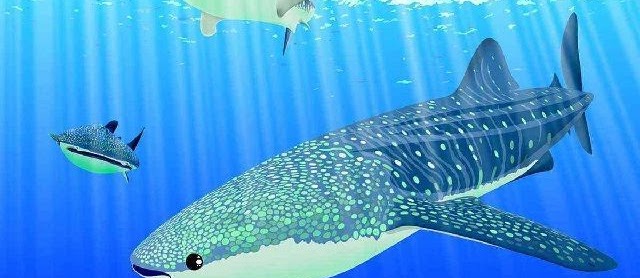 Cara Budidaya Ikan Cobia KJA dan Tambak